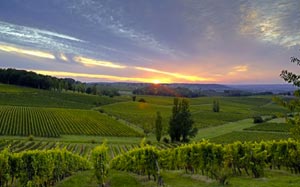 Vignobles de Bergerac dans le Périgord